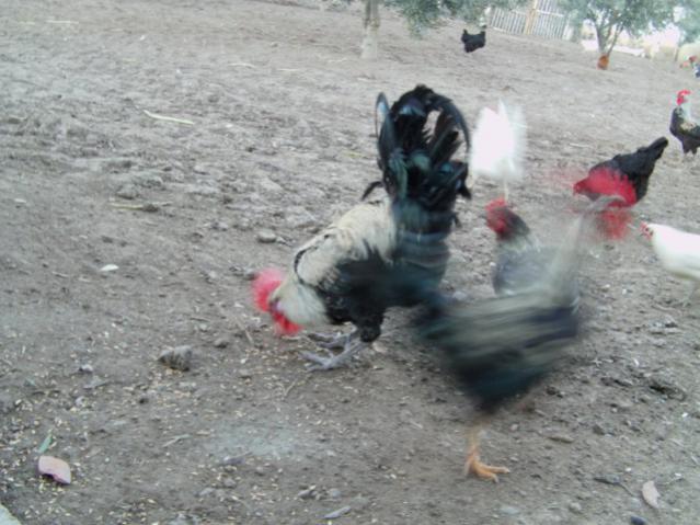 Name:  IMAG0010 [640x480] (2).jpg
Views: 3636
Size:  50.3 KB