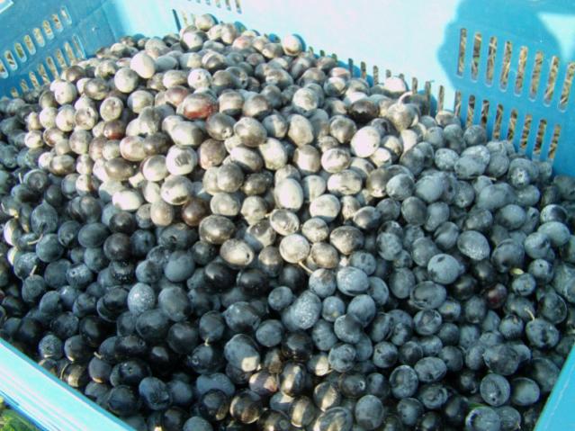 Name:  gmetepedehasat.jpg
Views: 1266
Size:  63.8 KB