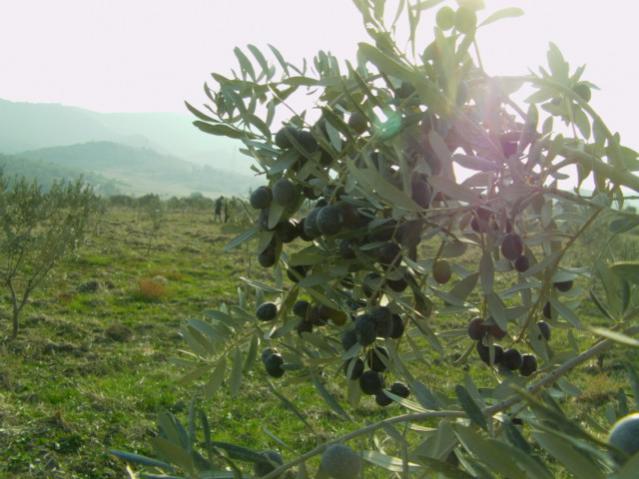 Name:  gmetepedehasat (10).jpg
Views: 1021
Size:  46.3 KB