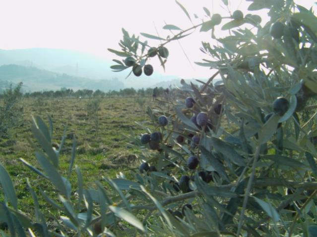 Name:  gmetepedehasat (8).jpg
Views: 941
Size:  45.6 KB