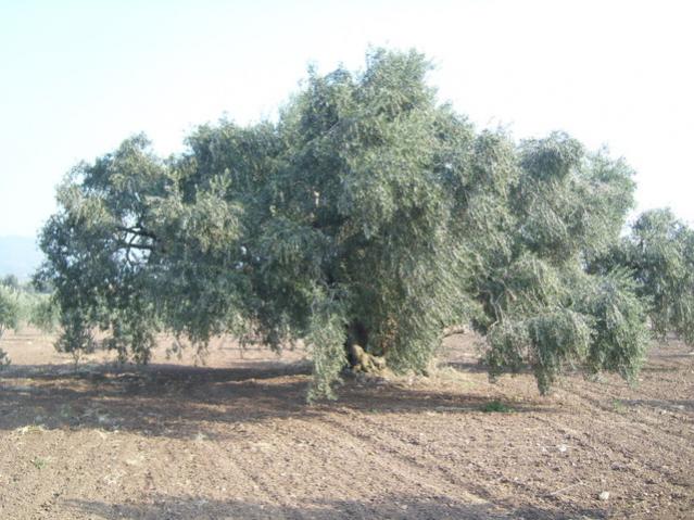 Name:  2.jpg
Views: 2126
Size:  57.9 KB