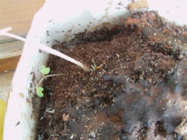 Name:  IMAG0001 [640x480].jpg
Views: 1842
Size:  42.0 KB
