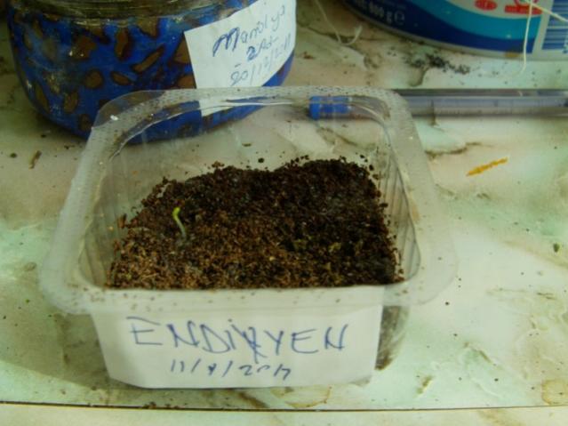 Name:  ay att2 (2).jpg
Views: 1944
Size:  38.8 KB