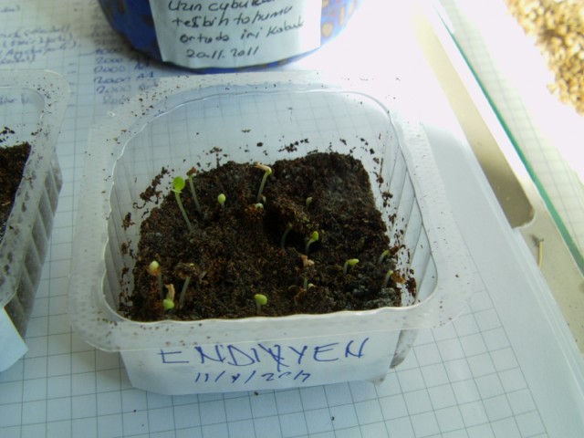 Name:  aypos.JPG
Views: 1737
Size:  65.9 KB
