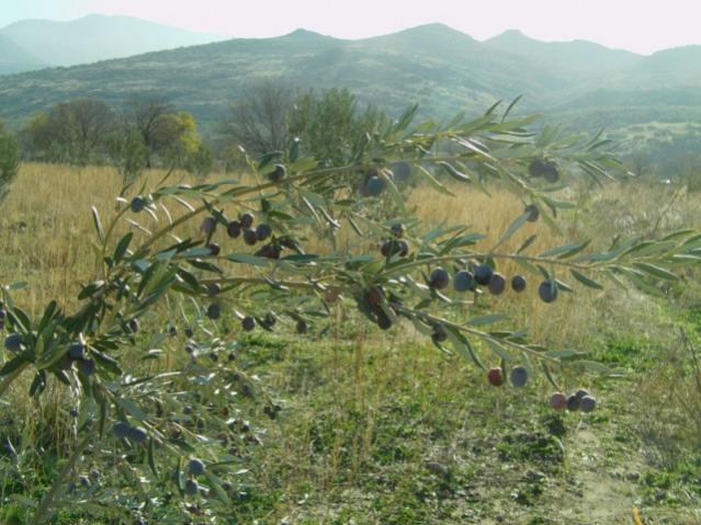 Name:  10 (21).jpg
Views: 1238
Size:  56.3 KB