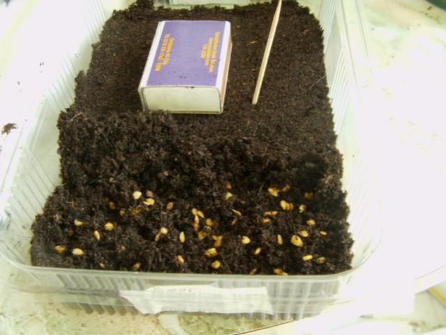 Name:  tohum cim (5).jpg
Views: 1723
Size:  40.0 KB