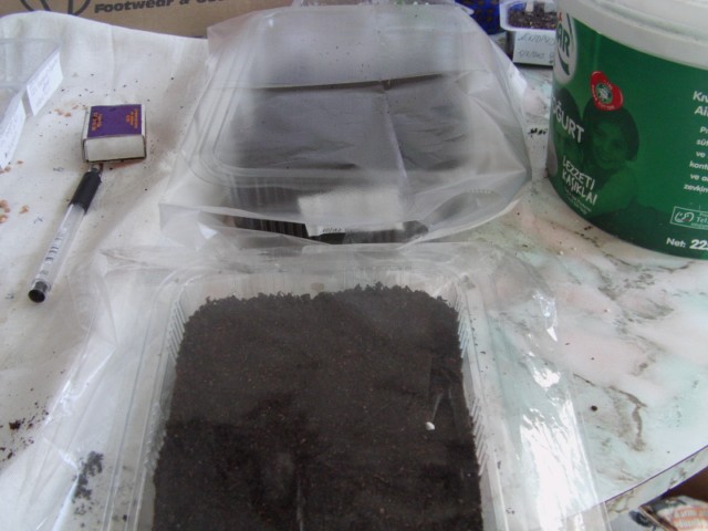 Name:  tohum cim (6).JPG
Views: 1526
Size:  61.1 KB