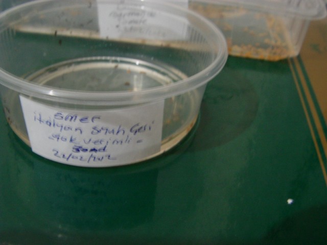 Name:  mer (3).JPG
Views: 1082
Size:  43.7 KB