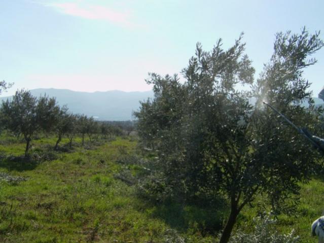 Name:  gmetepeglleci (5).jpg
Views: 1537
Size:  45.1 KB