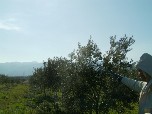 Name:  gmetepeglleci (7).JPG
Views: 1667
Size:  67.4 KB