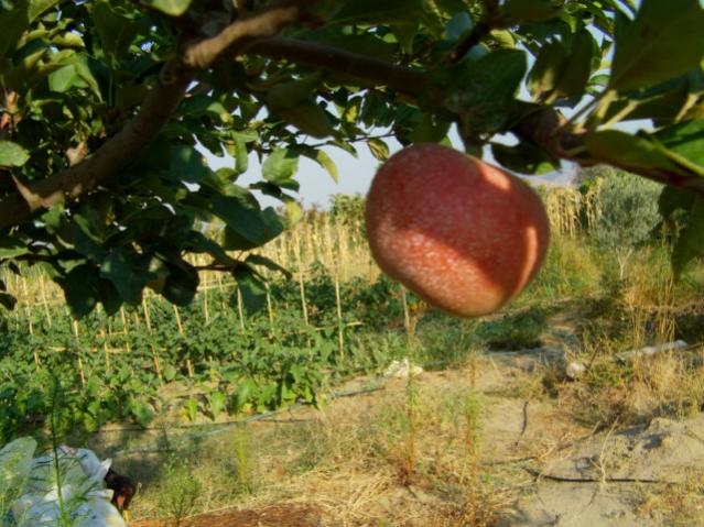 Name:  IMAG0004 [640x480] (5).jpg
Views: 1480
Size:  61.0 KB