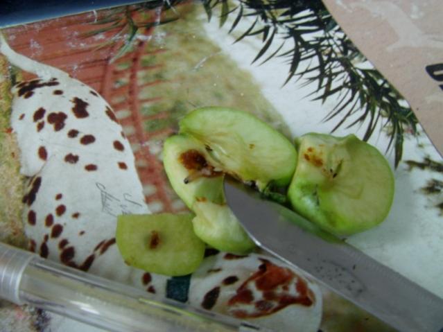 Name:  elmaikurdu (3).jpg
Views: 2271
Size:  40.3 KB