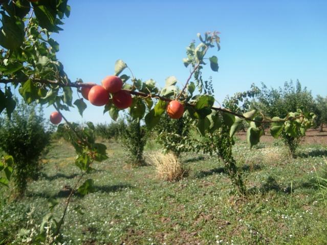 Name:  m.jpg
Views: 1666
Size:  62.9 KB