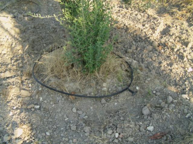 Name:  mdrn bahcesi (5).jpg
Views: 1533
Size:  67.2 KB