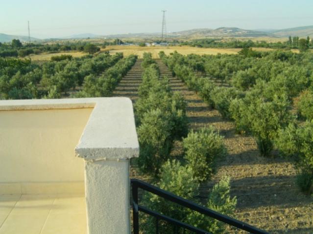 Name:  mdrn bahcesi (13).jpg
Views: 1317
Size:  45.7 KB