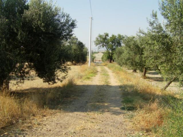 Name:  sevgi iftlii.jpg
Views: 1330
Size:  57.4 KB