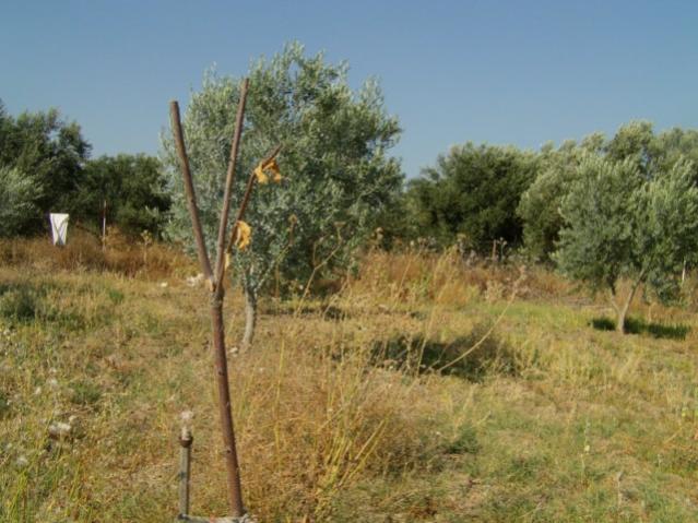 Name:  gmetepe (15).jpg
Views: 1195
Size:  53.1 KB