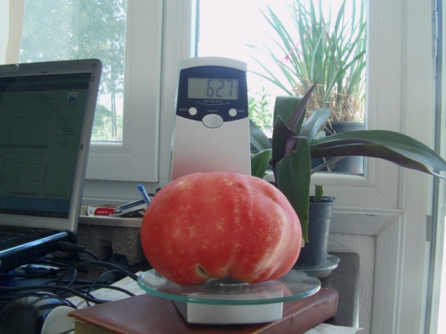 Name:  pembe domates.JPG
Views: 1450
Size:  60.8 KB