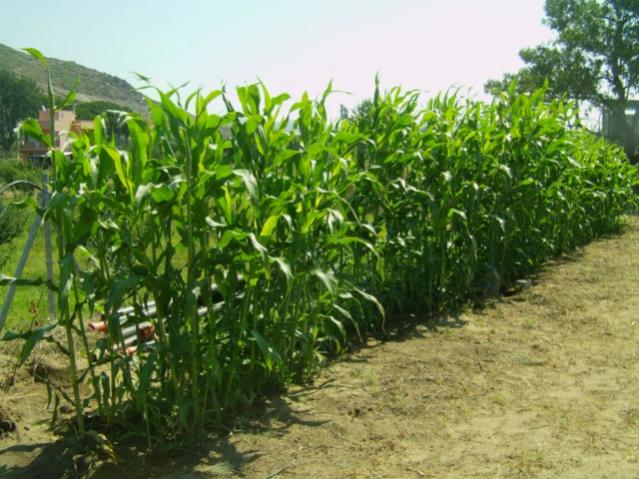 Name:  sorgun (4).jpg
Views: 1235
Size:  60.6 KB