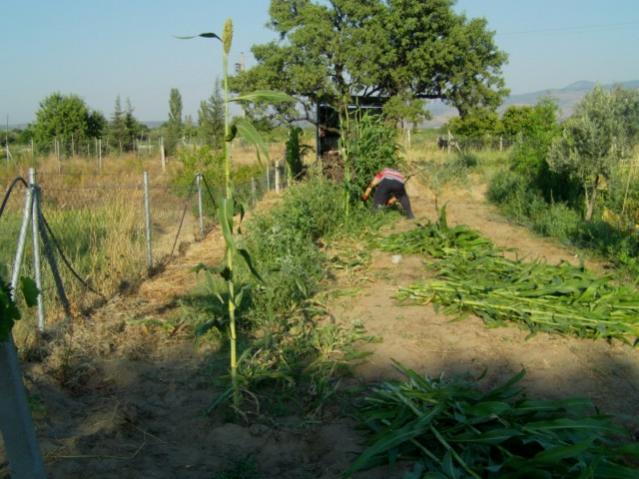 Name:  swet sorghum (7).jpg
Views: 1075
Size:  53.3 KB