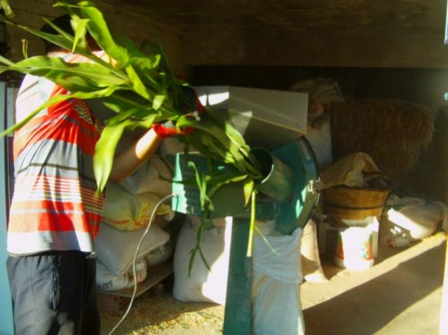 Name:  swet sorghum (16).jpg
Views: 1078
Size:  40.0 KB