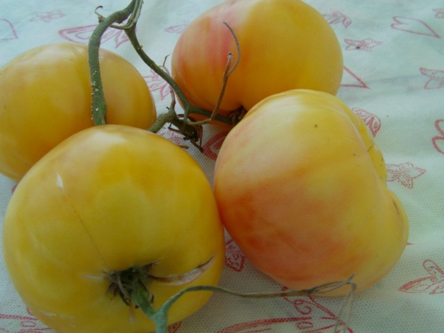 Name:  beyaz domates (4).JPG
Views: 903
Size:  51.3 KB