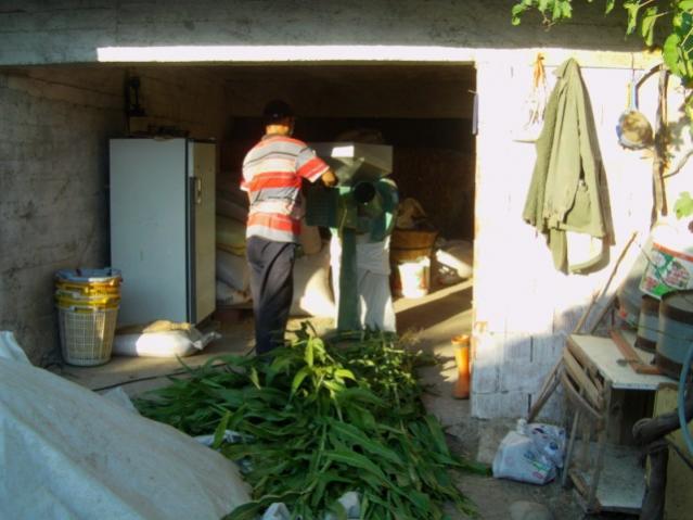 Name:  swet sorghum (17).jpg
Views: 778
Size:  43.1 KB