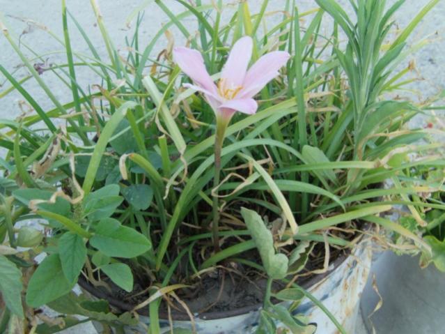 Name:  emine'nin ky evi (10).jpg
Views: 899
Size:  55.1 KB