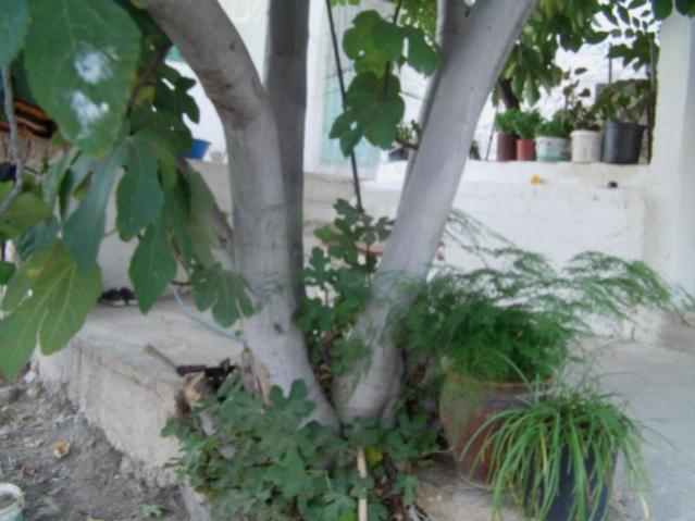 Name:  emine'nin ky evi (25).jpg
Views: 796
Size:  41.7 KB