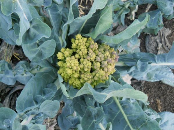 Name:  romanesco brokoli.jpg
Views: 3690
Size:  49.6 KB