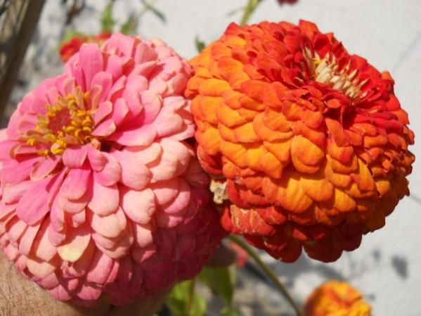 Name:  zinnia turuncu pembe.jpg
Views: 3536
Size:  42.3 KB