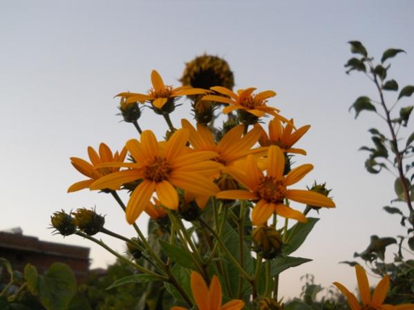 Name:  DSCN2686.jpg
Views: 1933
Size:  32.7 KB