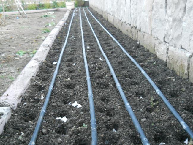 Name:  sarmsaklar dikildi.jpg
Views: 1973
Size:  65.7 KB