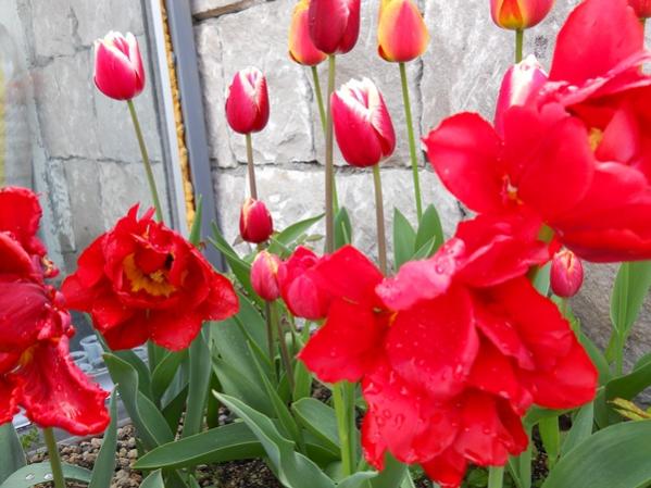 Name:  DSCN0182.jpg
Views: 1927
Size:  47.4 KB