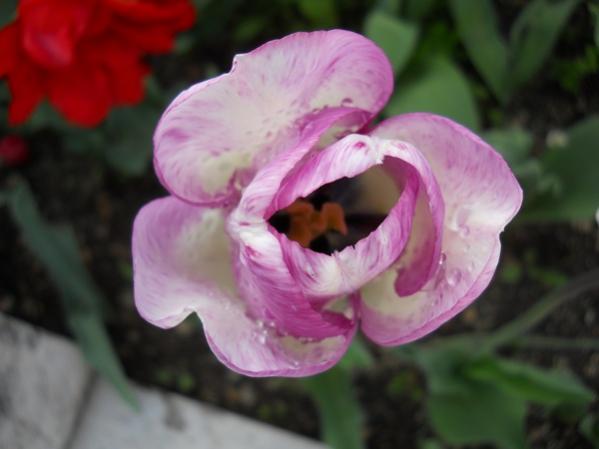 Name:  DSCN0183.jpg
Views: 1853
Size:  26.8 KB