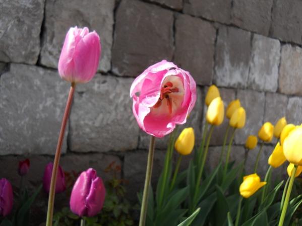 Name:  DSCN0184.jpg
Views: 1862
Size:  32.4 KB