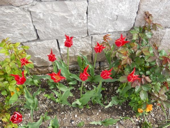 Name:  DSCN0226.jpg
Views: 1936
Size:  66.7 KB