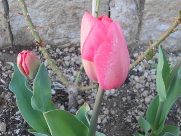 Name:  DSCN0465.jpg
Views: 1779
Size:  42.5 KB