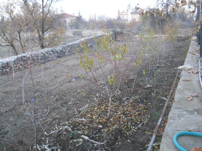 Name:  DSCN3273.jpg
Views: 1522
Size:  70.7 KB