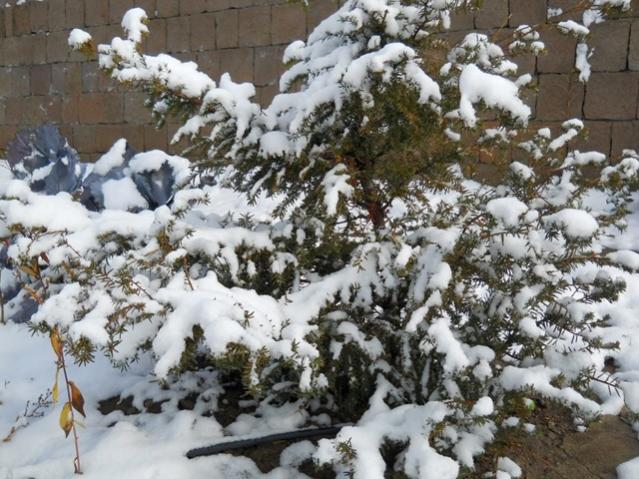 Name:  DSCN3289.jpg
Views: 1662
Size:  67.7 KB