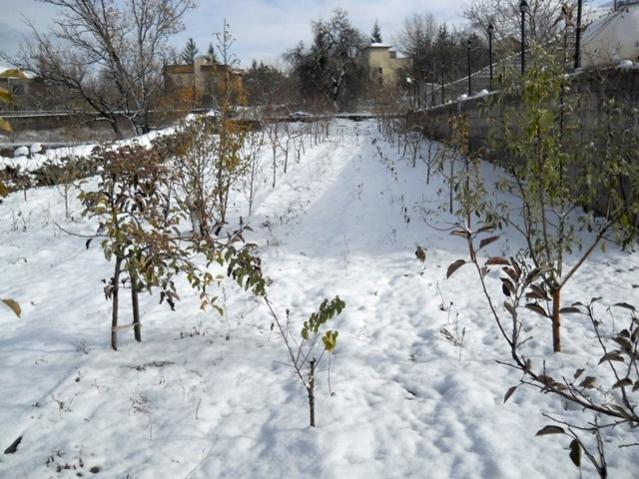 Name:  DSCN3295.jpg
Views: 1710
Size:  63.2 KB
