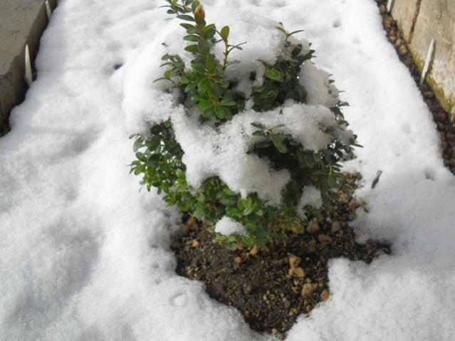 Name:  DSCN3300.jpg
Views: 1423
Size:  41.9 KB