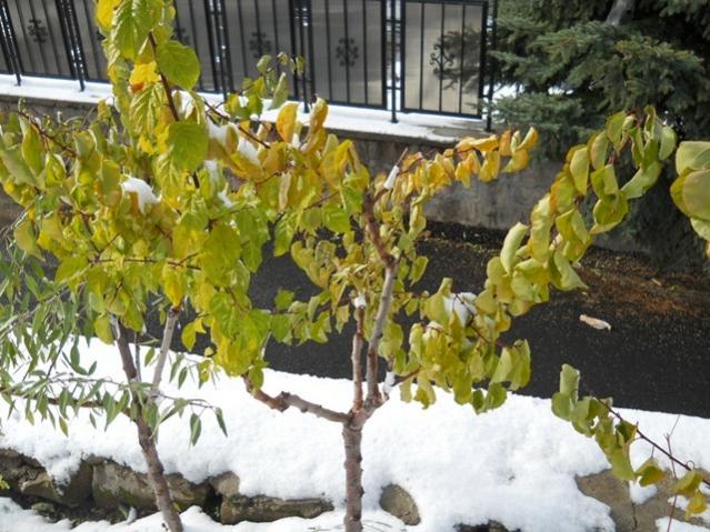 Name:  DSCN3298.jpg
Views: 1451
Size:  64.4 KB
