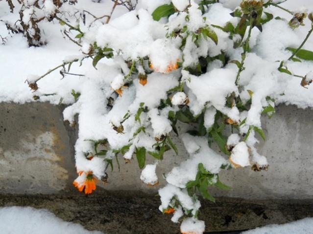 Name:  DSCN3303.jpg
Views: 1411
Size:  50.2 KB