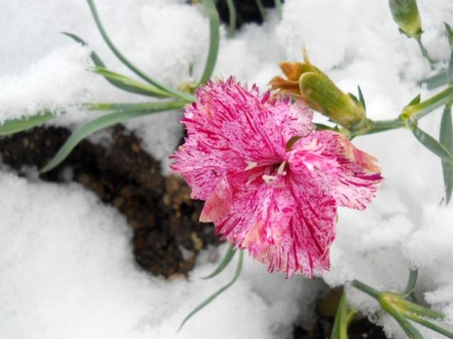 Name:  DSCN3312.jpg
Views: 1404
Size:  38.3 KB