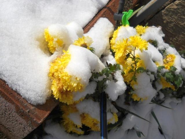 Name:  DSCN3319.jpg
Views: 1421
Size:  43.4 KB