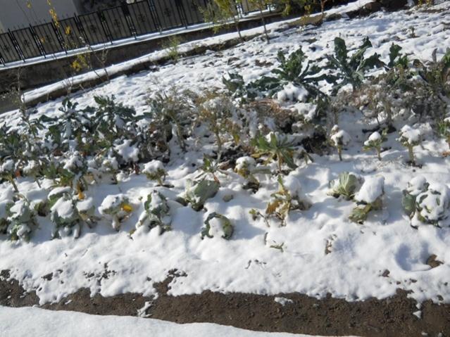 Name:  DSCN3321.jpg
Views: 1422
Size:  68.8 KB
