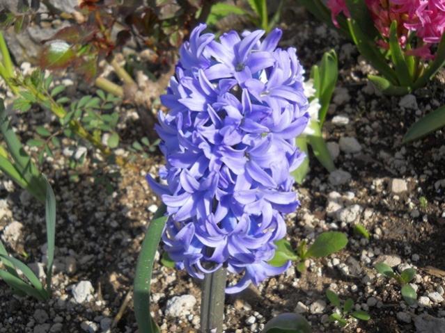 Name:  DSCN0119.jpg
Views: 1175
Size:  64.5 KB