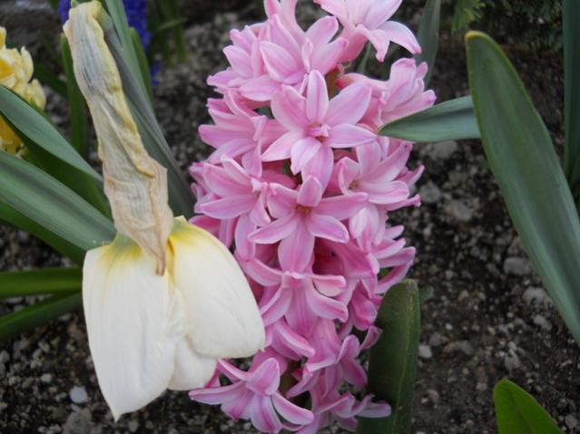 Name:  DSCN0120.jpg
Views: 1144
Size:  44.2 KB