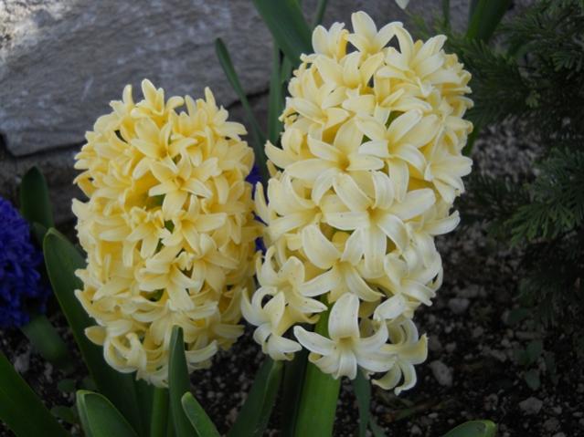 Name:  DSCN0121.jpg
Views: 1153
Size:  44.0 KB